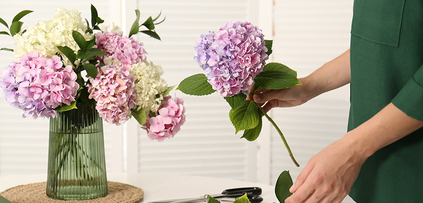 Different colors of hydrangeas being arranged by a local florist