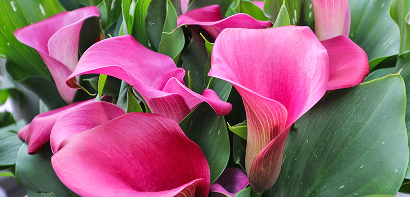 Hot pink calla lilies