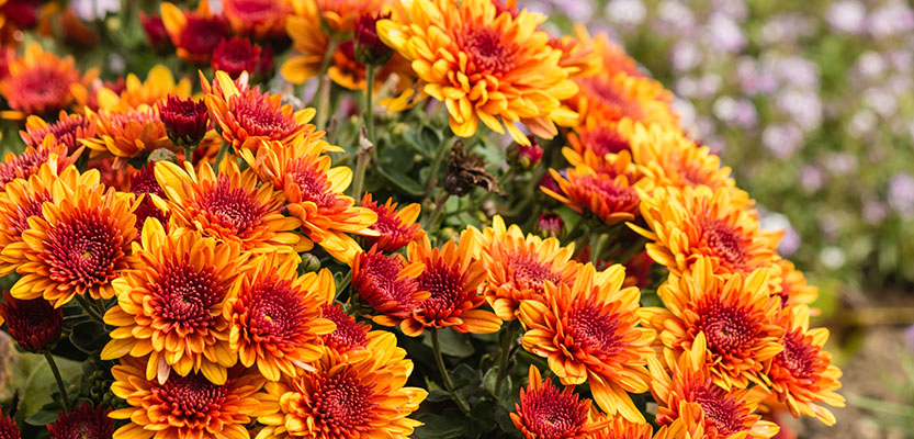 Orange Chrysanthemum flowers