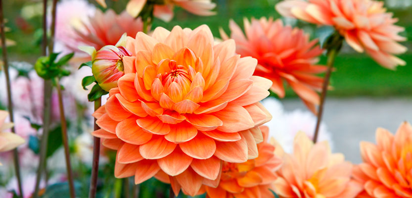 Orange Dahlia flowers