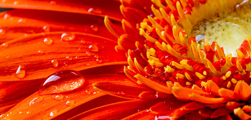 Orange gerbera flower close-up