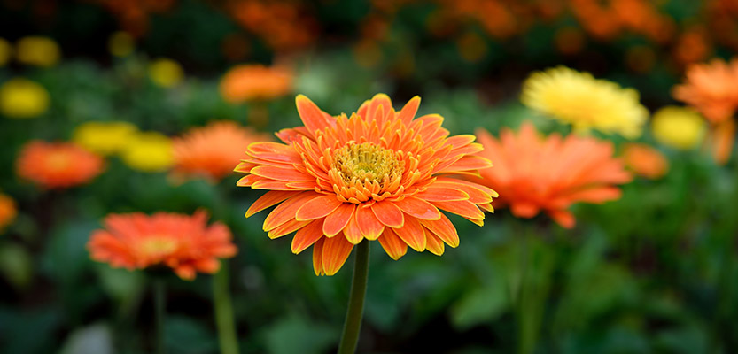 Orange gerbera flowers