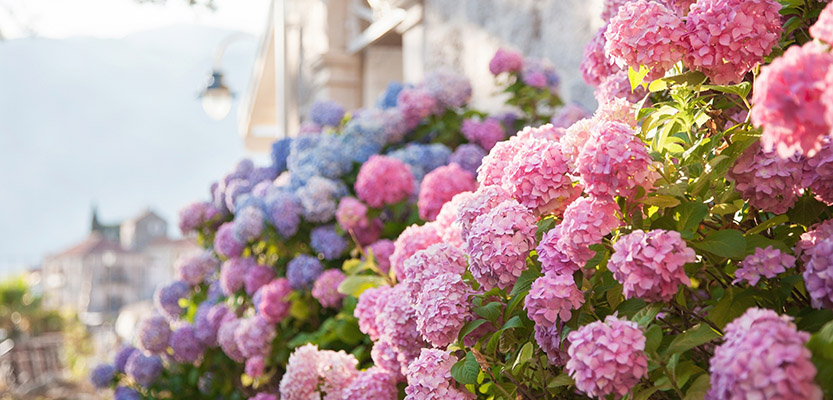 Pink and blue hydrangeas