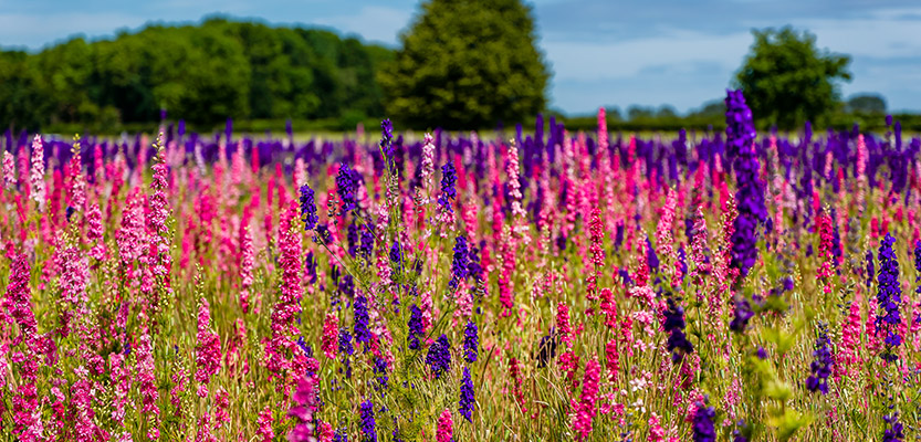 Fleurs de delphinium roses et violettes