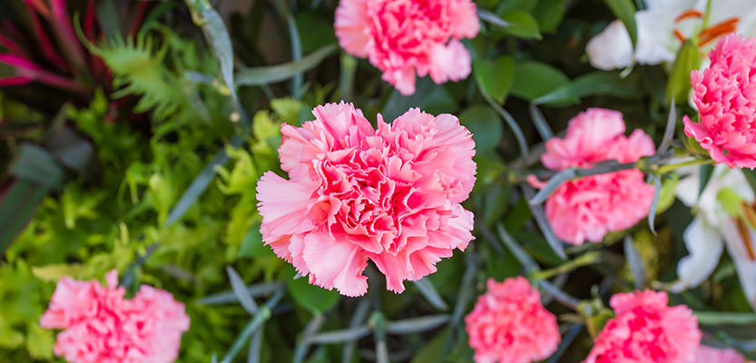 Pink carnations