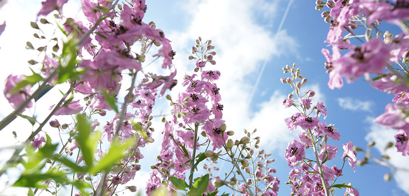 Pink Delphinium flowers