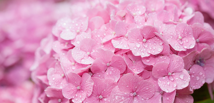 Pink hydrangea close-up