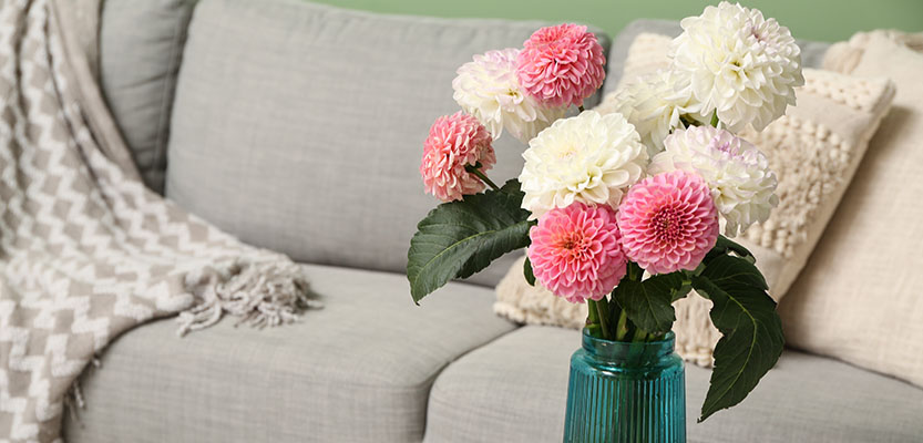 Pink and white Dahlia flowers in a glass vase