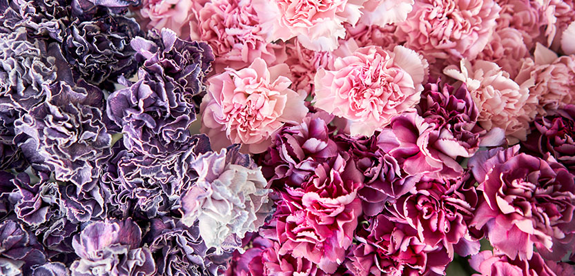 Purple and pink carnations