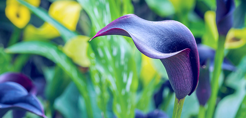 Purple calla lily