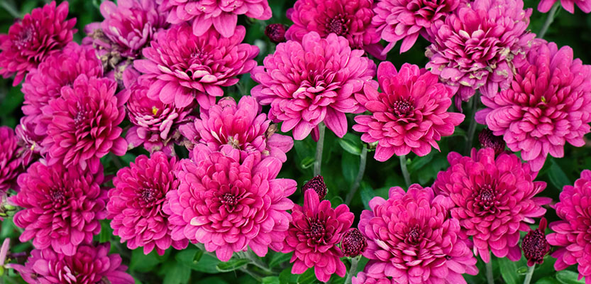 Purple Chrysanthemum flowers