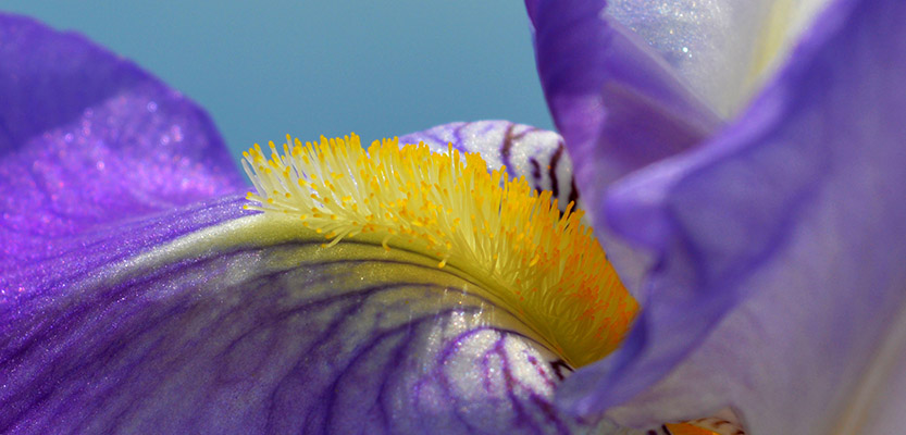 紫のアイリスの花のクローズアップ