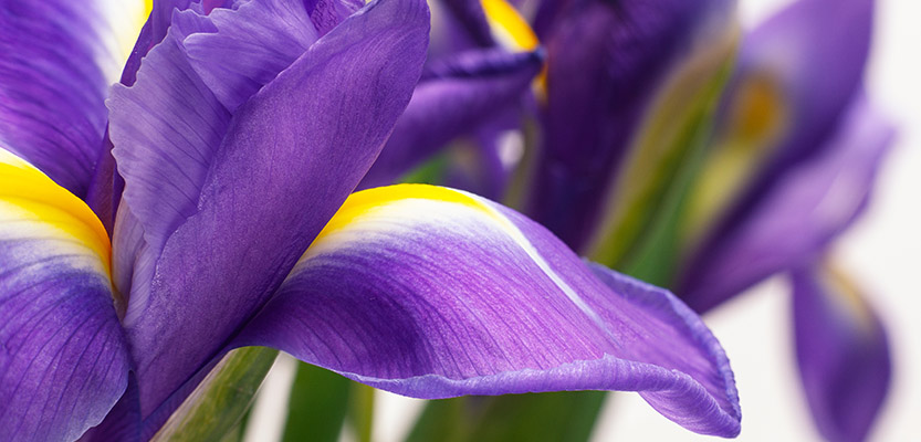 紫のアイリスの花のクローズアップ