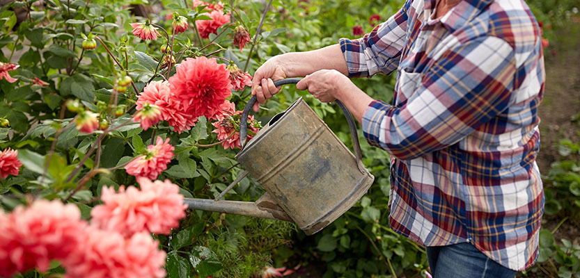 ダリアの花に水をやる