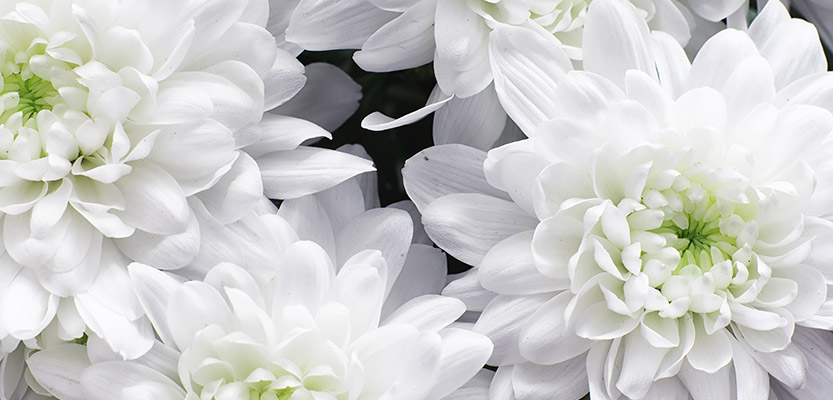 White Chrysanthemum flowers