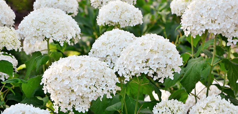 White hydrangeas