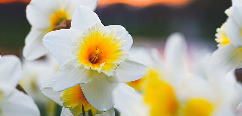 白と黄色のスイセンの花