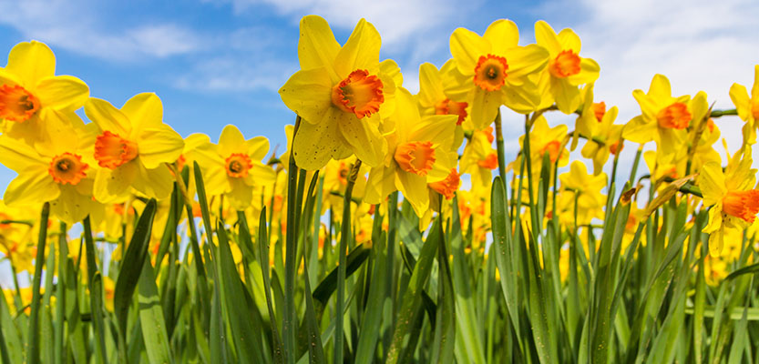 黄色のオランダスイセンの花