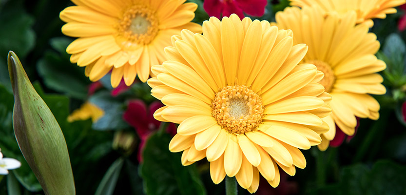 Yellow gerbera flowers