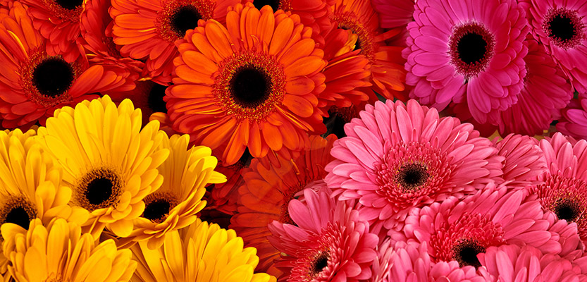 Yellow, orange and pink gerbera flowers