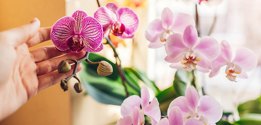 Orchid blooming