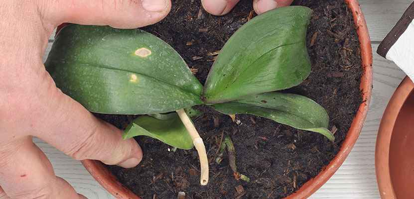 Orchid fertilizing