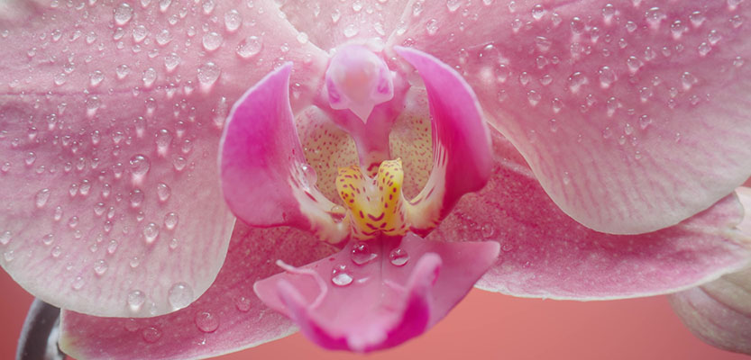 Orchid humidity