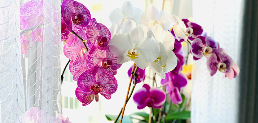 Light requirements for orchids