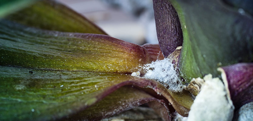 Parassita dell'orchidea