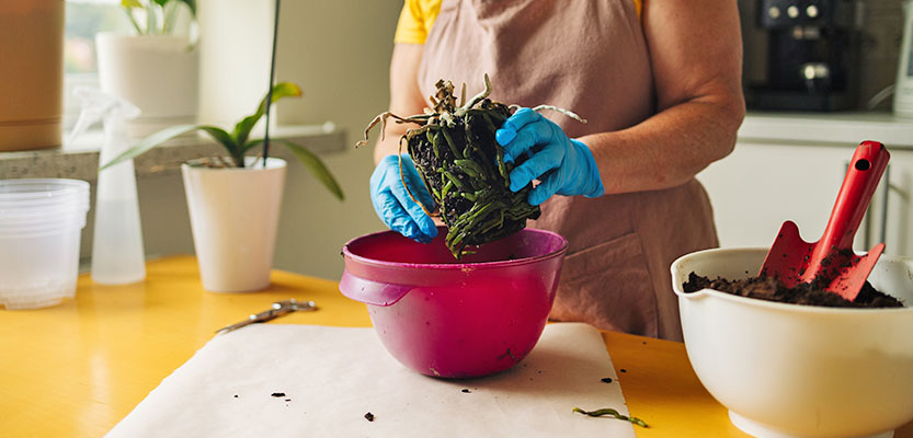 Orchid repotting