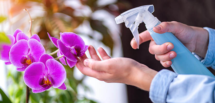 Orchid watering