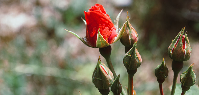 Red rose bud